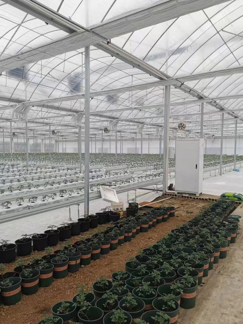 Fengzhiyuan Greenhouse