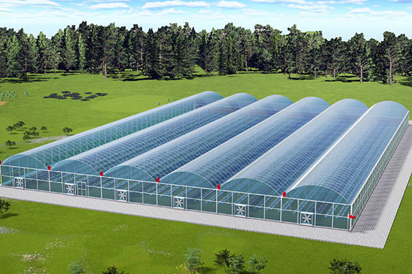 Saudi Arabia Greenhouse